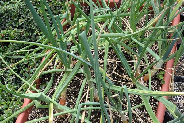 Kraken ссылка onion 2kmp